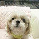 판교종합 동물병원 이미지