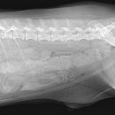 대흥동물병원 이미지