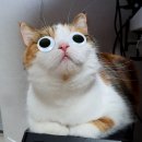 족발신선생 부천역점 | 피자도 아니고 족발을 누가 화덕이 구워.. 부천 맛집 [족발신선생 부천역점]을 다녀온 기록