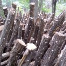 자연그대로 이미지