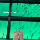 옵티멈존피시카페 서면점 | [🇦🇺호주 브리즈번]신혼여행 3일차 (모튼섬 탕갈루마 리조트 일일 투어 / 돌고래 피딩 / 마린 디스커버리...