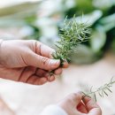 로즈마리헤어 이미지