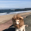 상남자스테이크 이미지