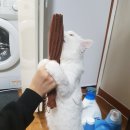조엘르님 추로스 캣닢쿠션 이벤트 당첨후기