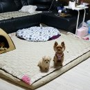 도일 이미지