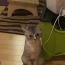 뒹굴댕굴 이미지