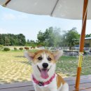 익산애견테마파크 이미지