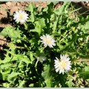 하얀민들레 이미지