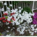 비빔밥과 덮밥 이미지