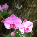 여송지성 이미지