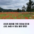 가평 자라섬 남도 꽃정원 봄꽃 물결 찍고 왔어요