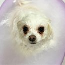 숑숑 그루밍 이미지