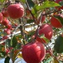 보영농장 이미지