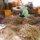 서산시농업기술센터 이미지