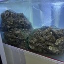 용곡여자 | 천안 석화찜 대방어맛집 왕새우나라 용곡점