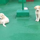 똥강아지 이미지