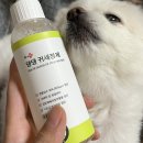 하이마이댕댕 이미지