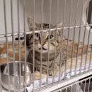 안녕,고양이 이미지