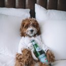 예쁜강아지 이미지