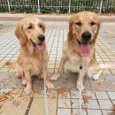 강아지천국 이미지