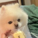 여시까까