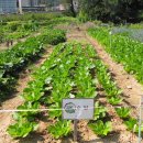 영만농장 이미지