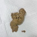 부곡동물병원 이미지