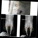 야당동물병원 이미지