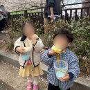 경화초등학교 | 진해군항제 64회 후기｜아이랑 다녀온 벚꽃 명소 + 군부대 개방 체험 (만족도 높음)
