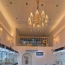 창원고양이분양 퍼스트캣 창원점 이미지