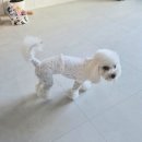 바이올독 푸드 | [내돈내산] 🧸 강아지 루비의 포근한 하루 바이올독 베베실내복 올인원 집콕룩 착용 후기 🧡