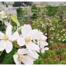 사과꽃향기 이미지