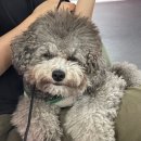 댕댕놀이터 아라점 이미지