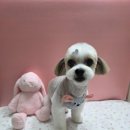 깐돌이네 애견샵 이미지