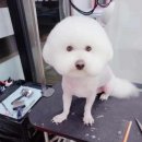 와와리 애견미용 이미지