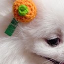 초록애견샵 이미지