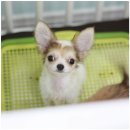 견우애견 이미지