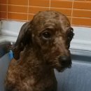 그루밍:담 이미지