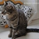 한국동물선진의료연구소 네이버블로그