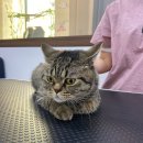 쥬디캣(Judy Cat) 이미지