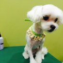 클라라애견 이미지