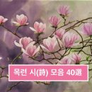 목련 시(詩) 모음 40選