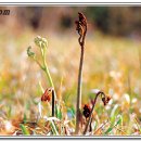 고사리 쉼터 이미지