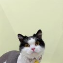 미야옹실 이미지