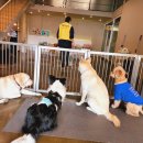 전주애견유치원 고마워복실아 이미지