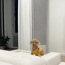 보벨디자인