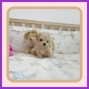 퍼피댕 안심분양소 강아지분양 애견입양 천안아산점 이미지