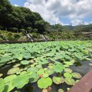 숲을 그리다 이미지