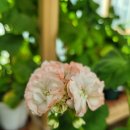 스윗 데일리 이미지