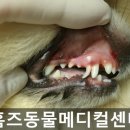 홈즈 동물병원 이미지